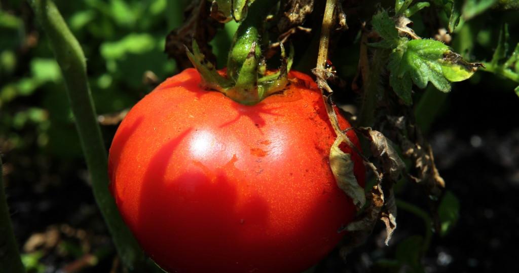 Things to do in the garden this week