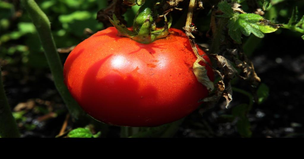 Tomato plants again are dying, from the bottom up