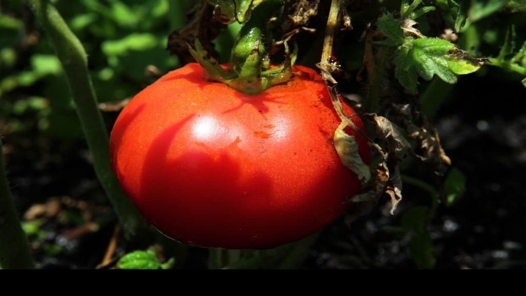 Tomato plants again are dying, from the bottom up Home & Garden