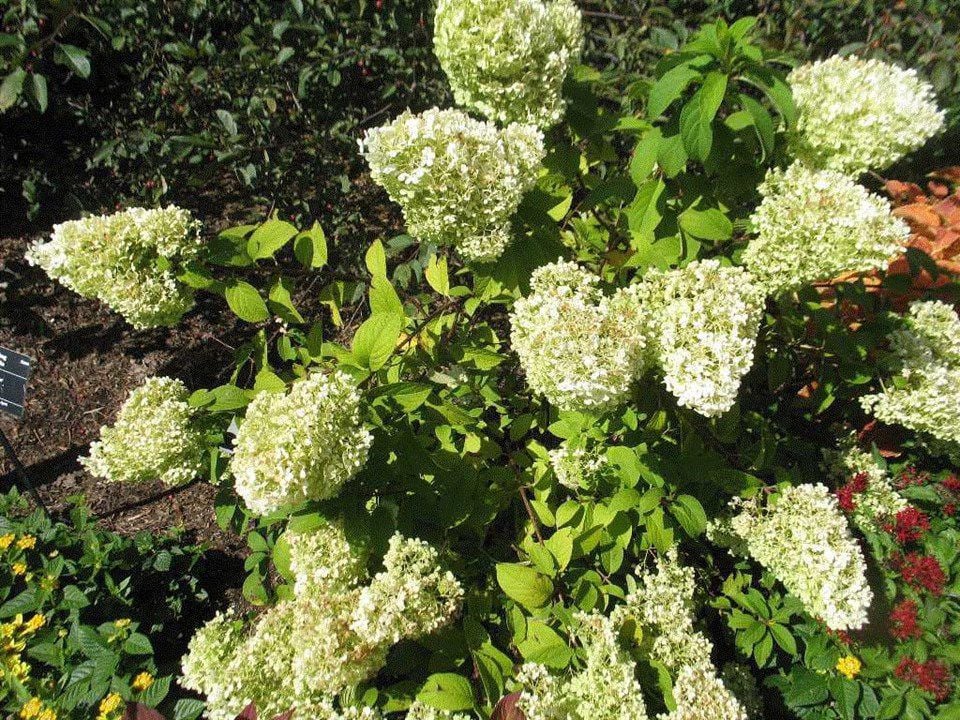 Hydrangea 'Bobo" is good for front bed garden Home and Garden