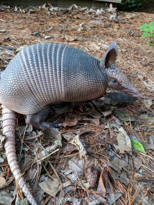 March of the Armadillo: The odd little armored animal that&#39;s settling into St. Louis | Metro ...