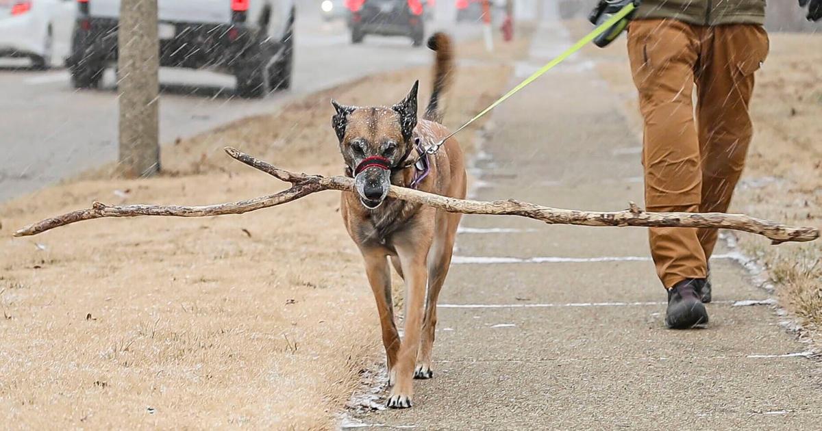 Meet Eva, the Illinois dog who has been carrying the same stick for 5 years