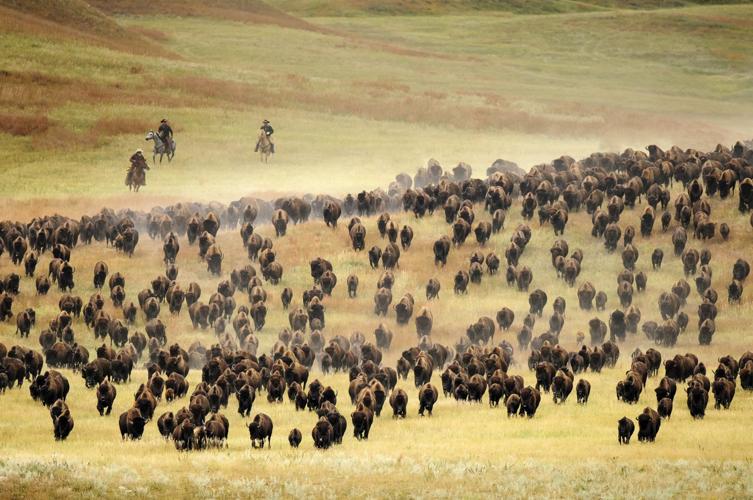 Meet Horizon, the world's most expensive buffalo