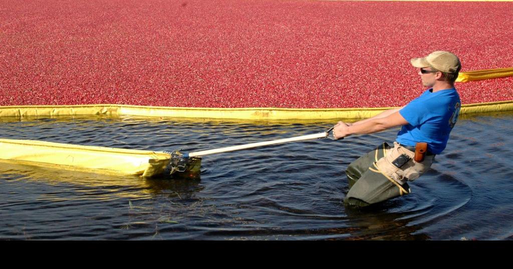 Fun facts about cranberries: Wisconsin is the world's top producer