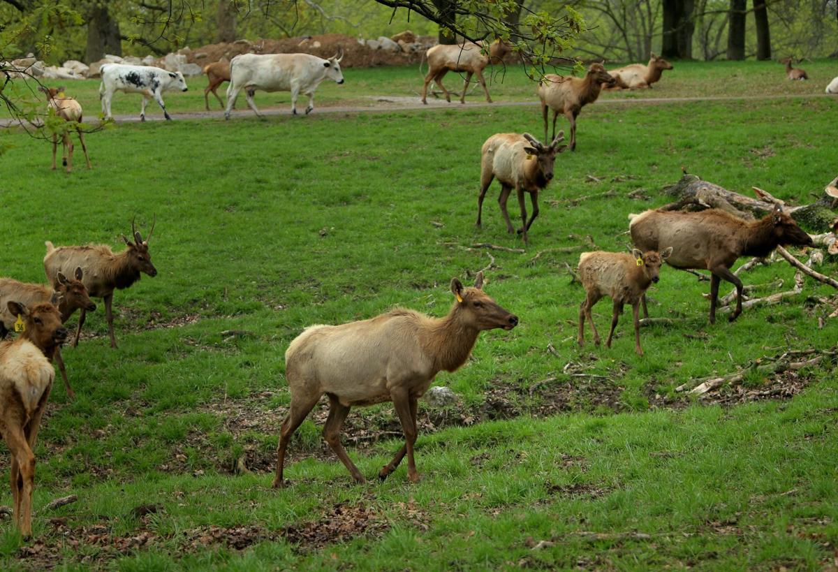 Grant’s Farm starts a new season Friday, sans elephants Entertainment