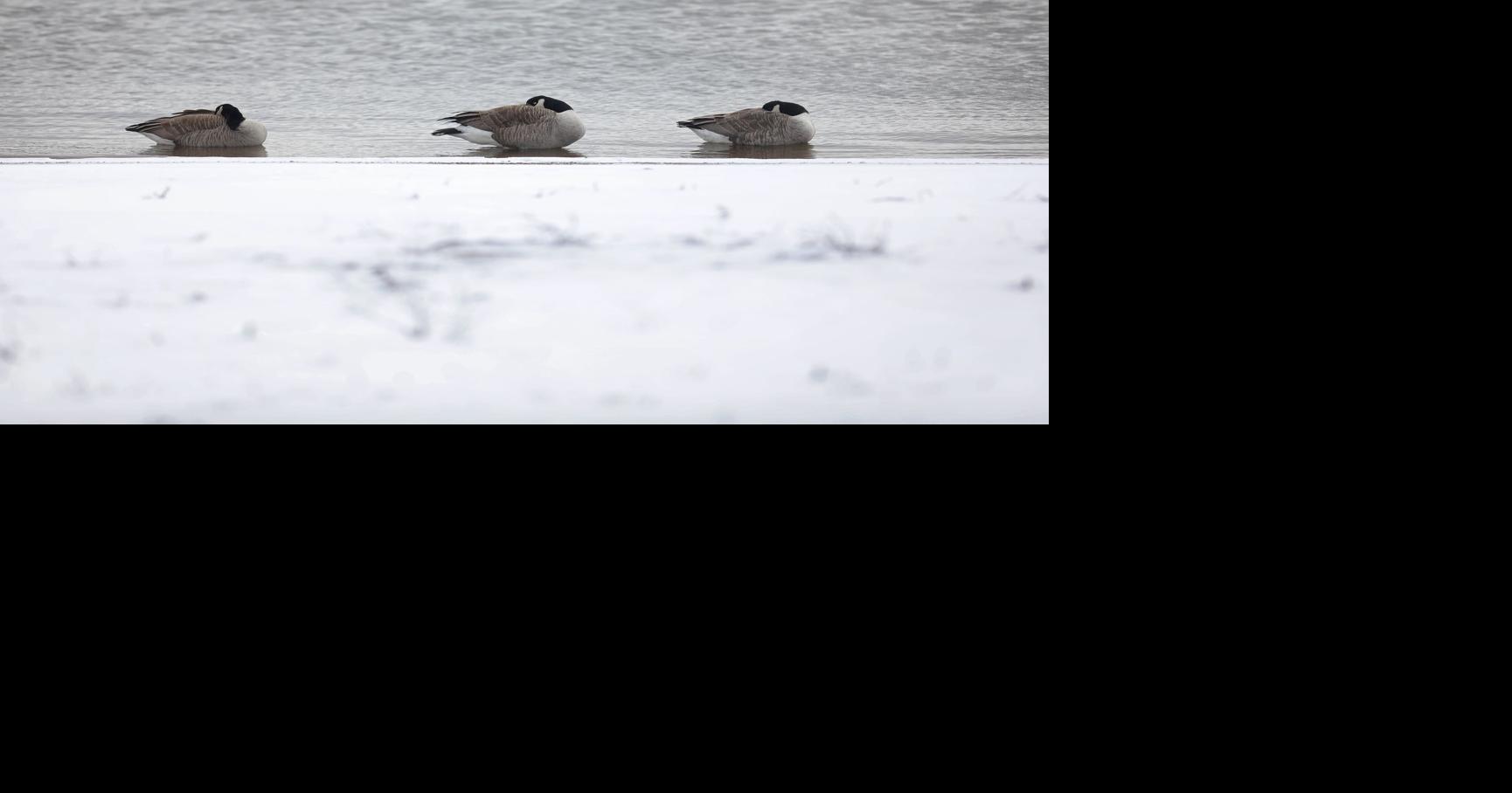 Fishing line is a cruel way to keep geese from using ponds