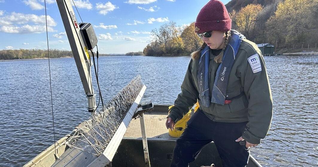 ‘Traitor fish’ has been deployed in the fight against invasive carp