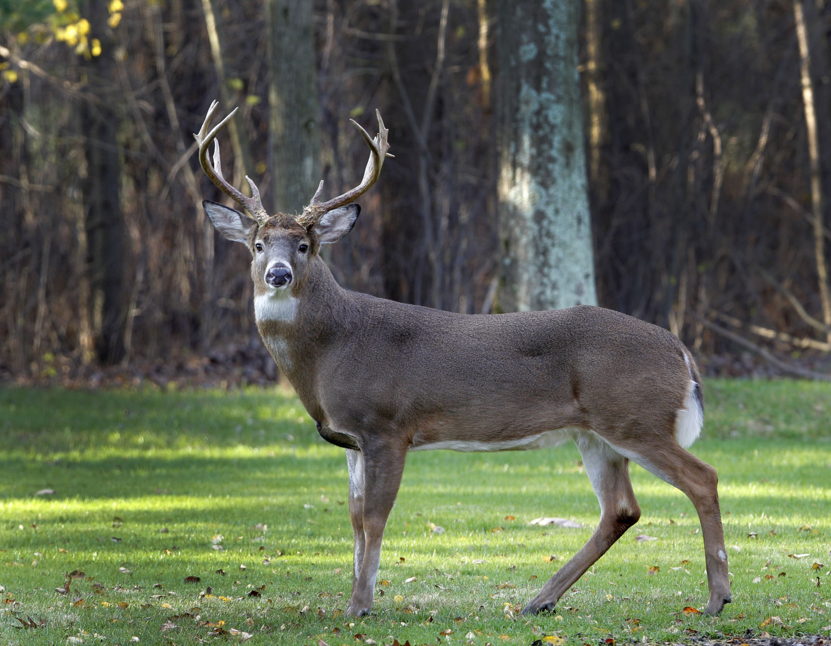 Animal Rights Activists Sue To Block Deer Hunts In St. Louis County Parks