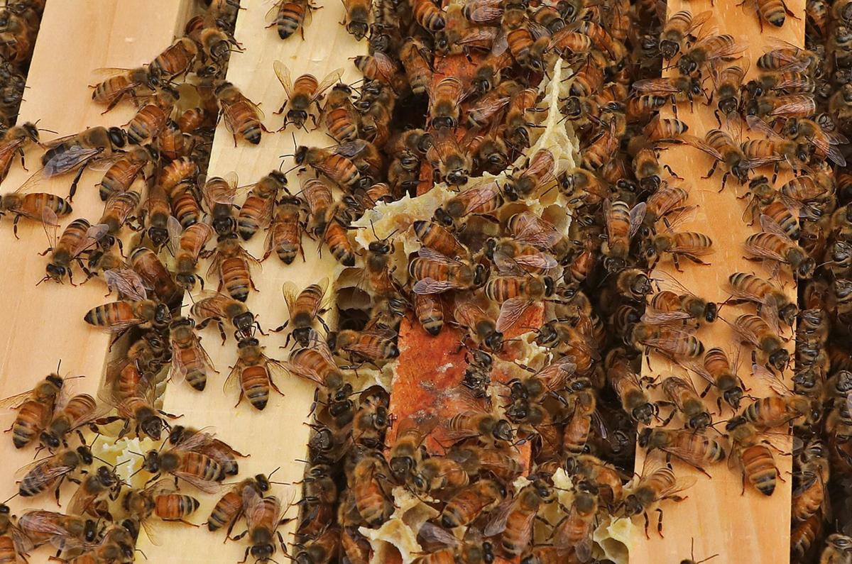 Bees are now guests at the Chase Park Plaza Hotel