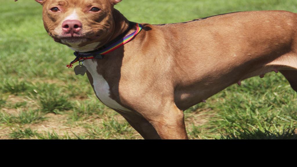 Pet of the Week: Baby, a 3-year-old pitbull | Pets ...
