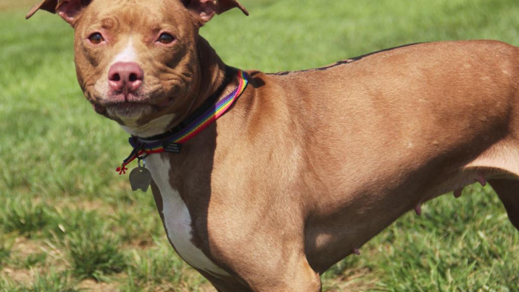 Pet of the Week: Baby, a 3-year-old pitbull | Pets ...