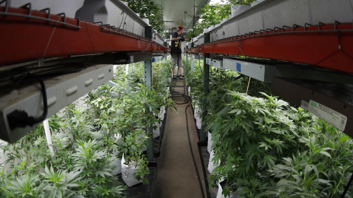 Marijuana
