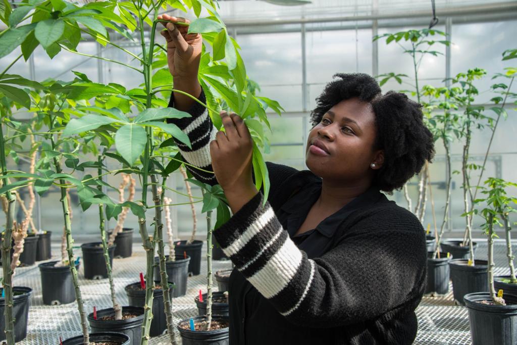 A Black female botanist is touching and studying cassava plants in a greenhouse