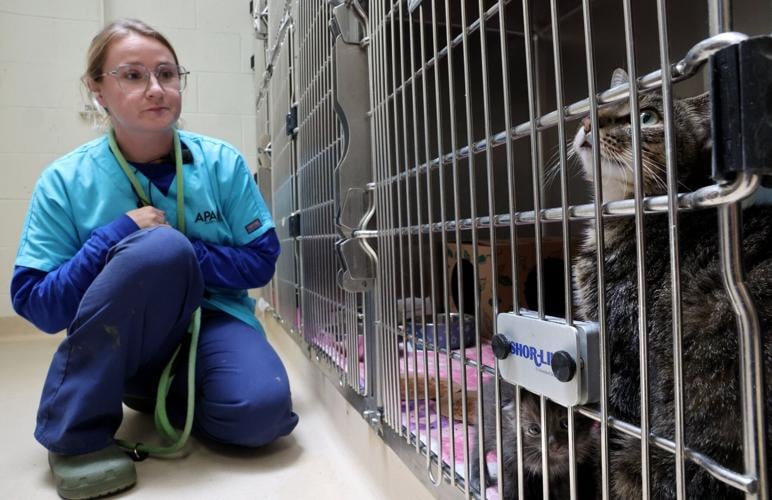 Almost 150 cats removed from Olivette property