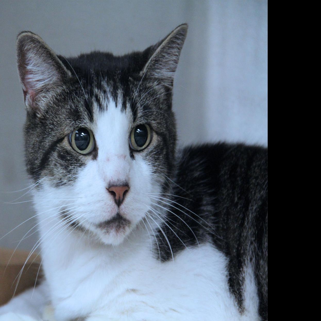Pets Of The Week 2 Shorthair Cats And An Australian Cattle Dog