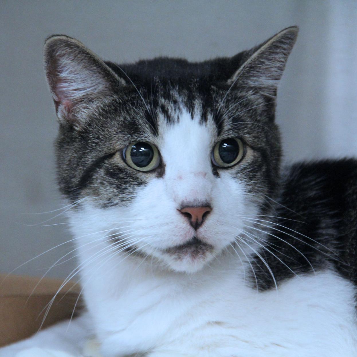 Pets Of The Week 2 Shorthair Cats And An Australian Cattle Dog