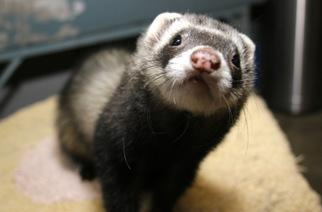 itchy ferret