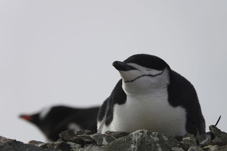 TIGHTS - COTTON - ADULT – Penguin's Nest
