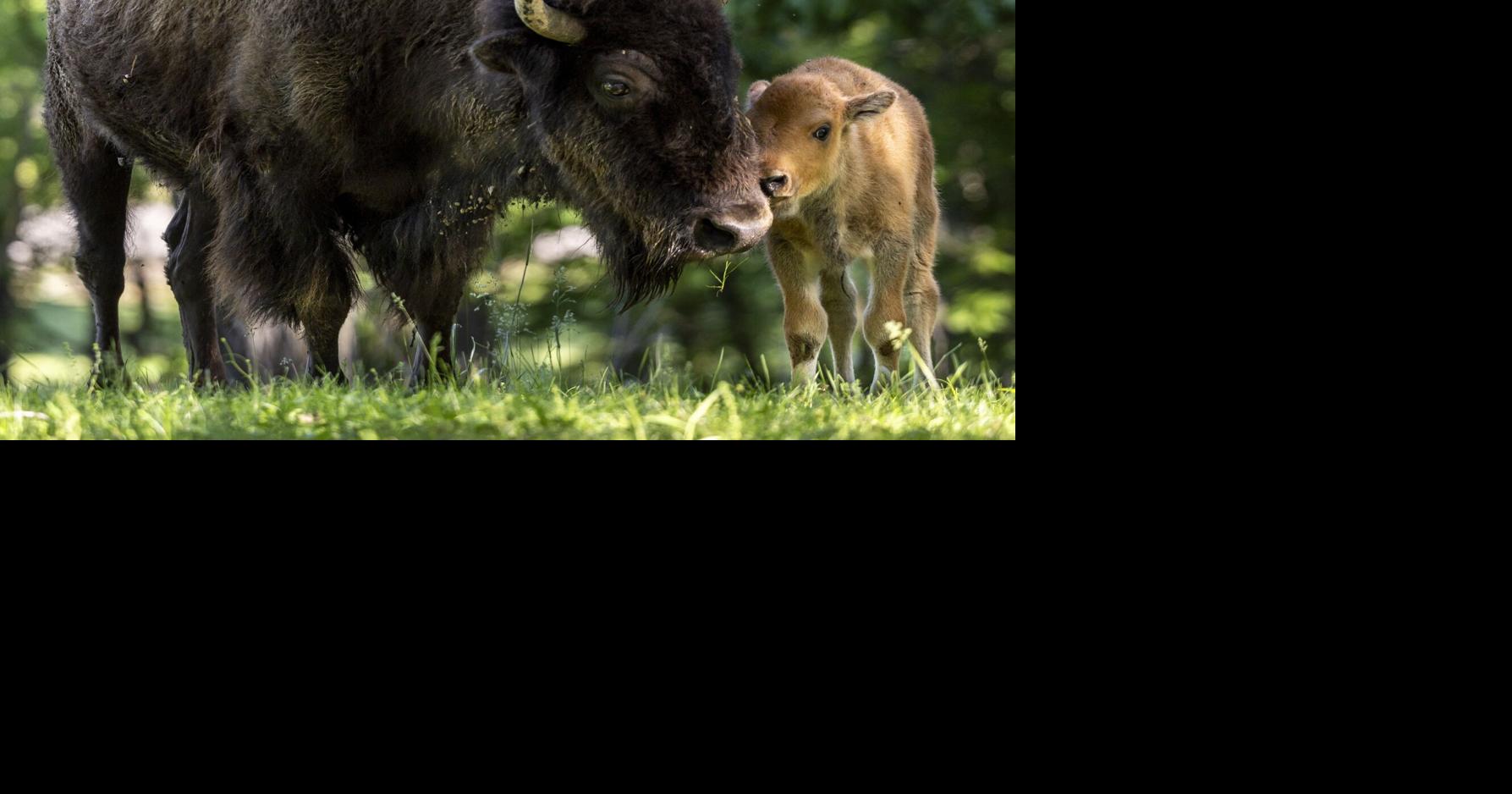 Baby bison, Simone Biles, then a tornado. A look at May 2025