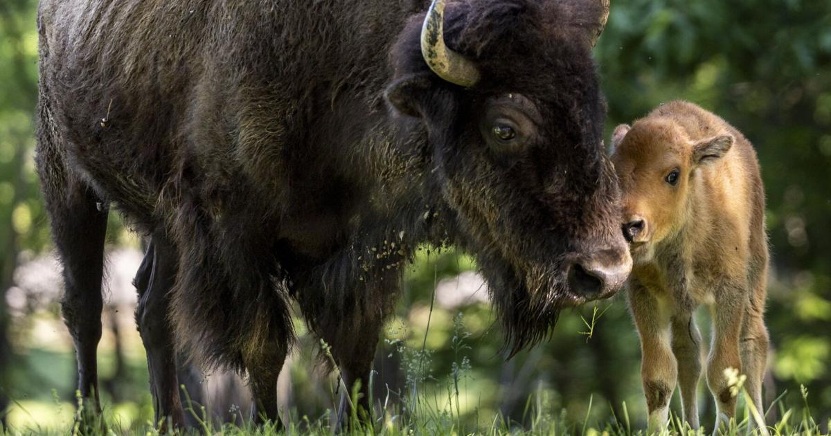 Baby bison, Simone Biles, then a tornado. A look at May 2025