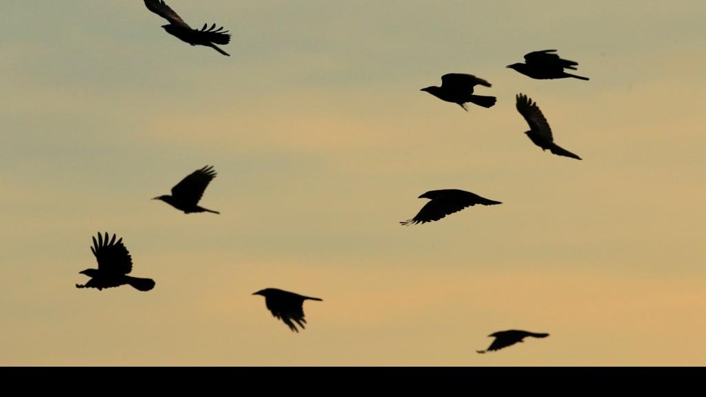 crows return after west nile die off health stltoday com