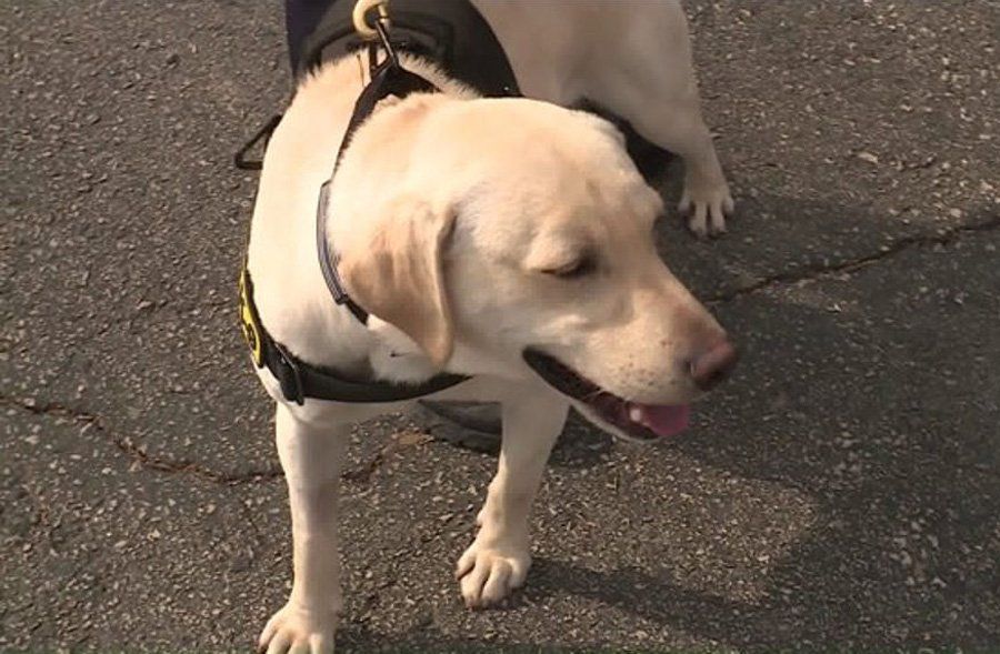 Bel-Ridge's canine officer – and his handler – in the dog ...