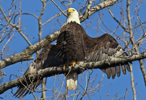 STL is the perfect area to spot bald eagles