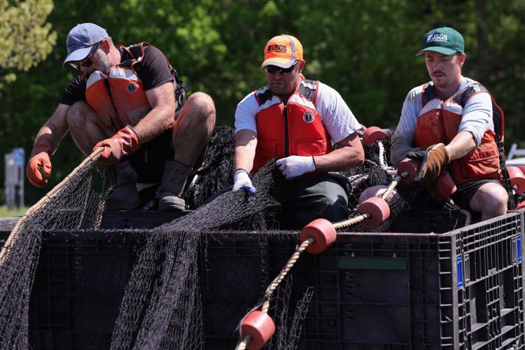 USGS collects nets and conducts research in effort to minimize invasive carp fish at Creve Coeur Lake