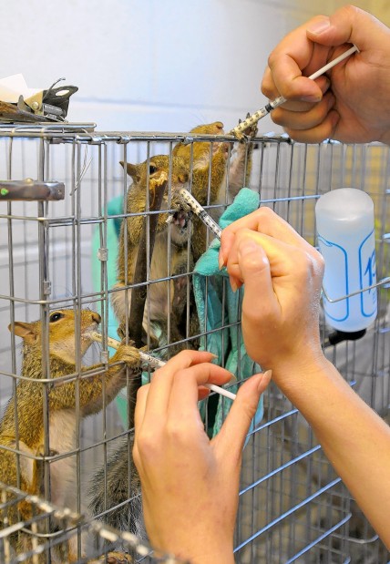 Wildlife Rescue Center seeking funds to expand | Metro St. Louis News