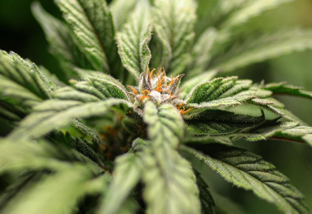 Legal marijuana growing in Missouri