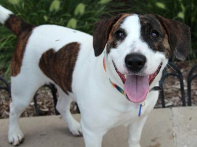 petfinder