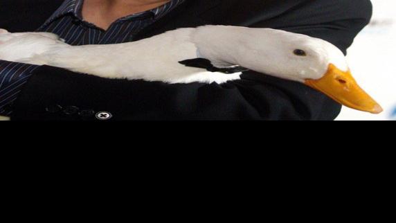 Videos Aflac Uses A Softer Duck Voice In Japan Multimedia Stltoday Com