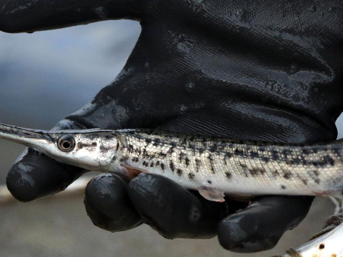 Get Long A Persecuted Fish Species Illinois Aims To Help Alligator Desktop Wallpaper Get Wallpaper Long A Persecuted Fish Species Illinois Aims To Help Alligator For Free