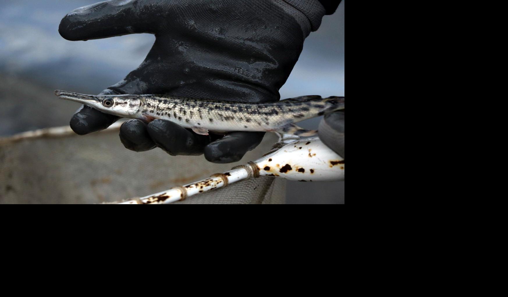 Long a 'persecuted' fish species, Illinois aims to help alligator gars reclaim top of the food ...