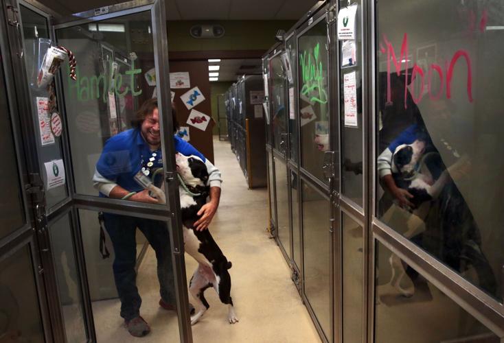 County employees walk dogs, clean cages at animal shelter while volunteers reapply for jobs (copy)