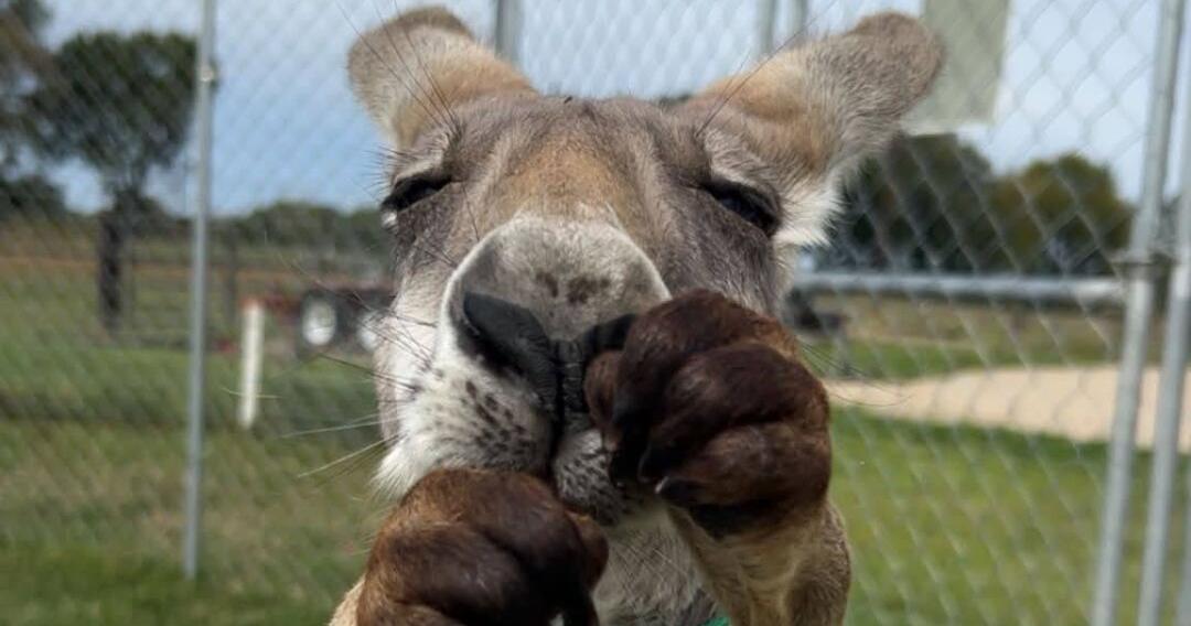 Pet kangaroo is on the loose in southeast Missouri