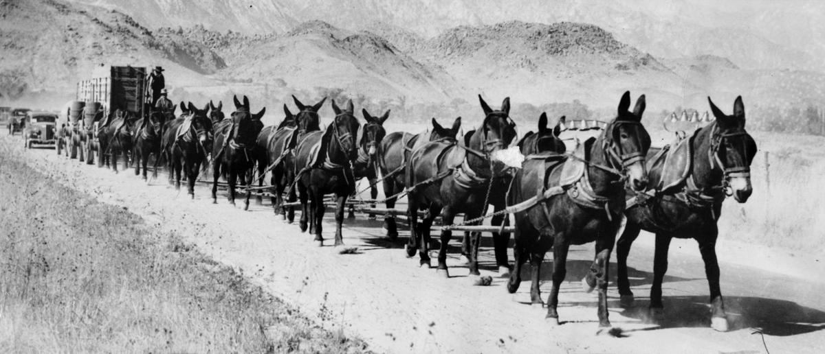 The History of the Missouri mule