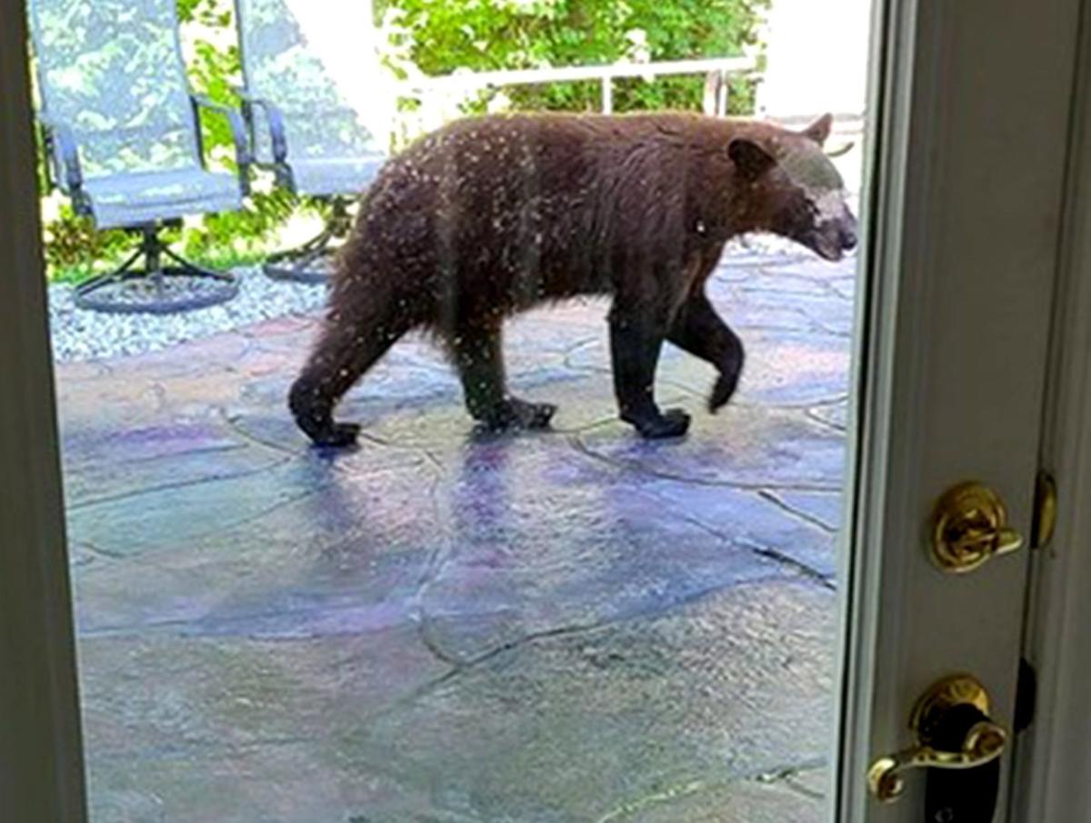 Bear in Waterloo