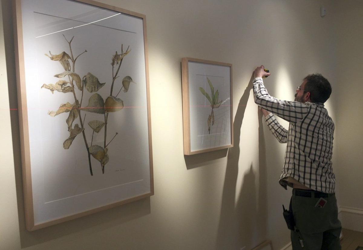 New exhibit at Missouri Botanical Garden shows off native plants as art