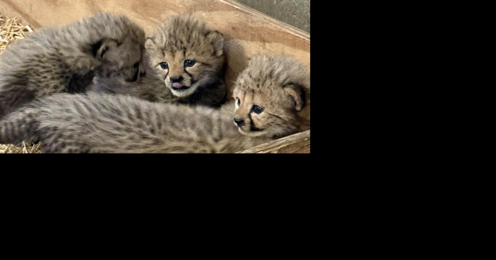 Five cheetah cubs are born at the St. Louis Zoo
