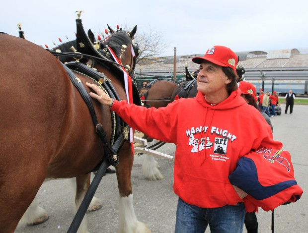 Cardinals Anheuser-Busch Clydesdales history