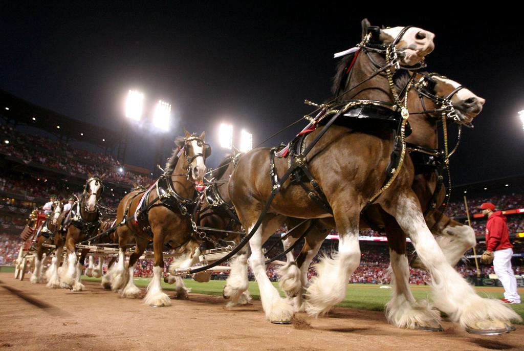 Hochman Here Comes The King Means Baseball In St Louis Benjamin Hochman Stltoday Com