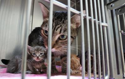 Almost 150 cats removed from Olivette property