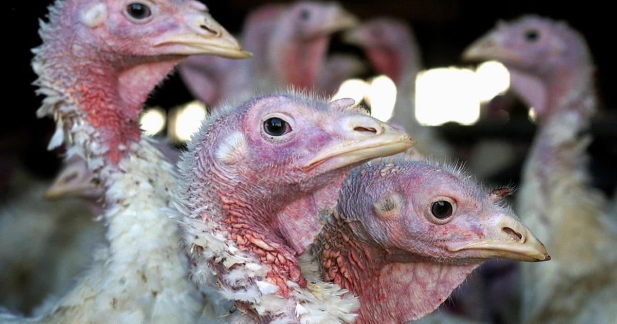 US avian flu outbreak worst on record with 50 million dead birds