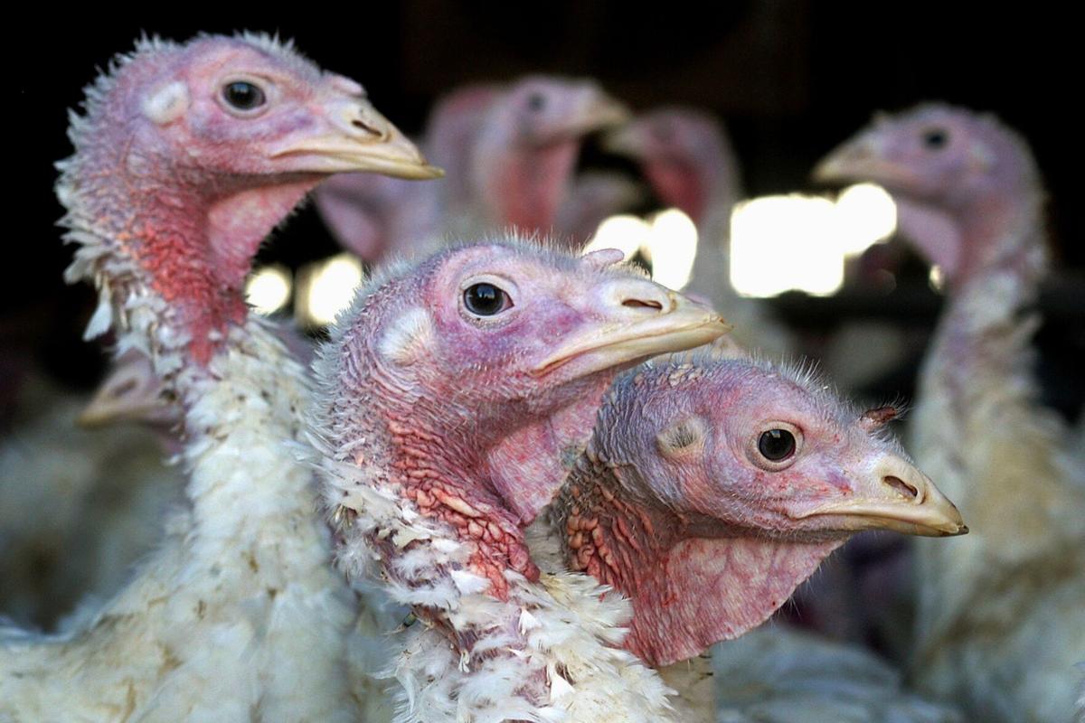 Fowl play: Large turkeys scarce ahead of Thanksgiving gatherings