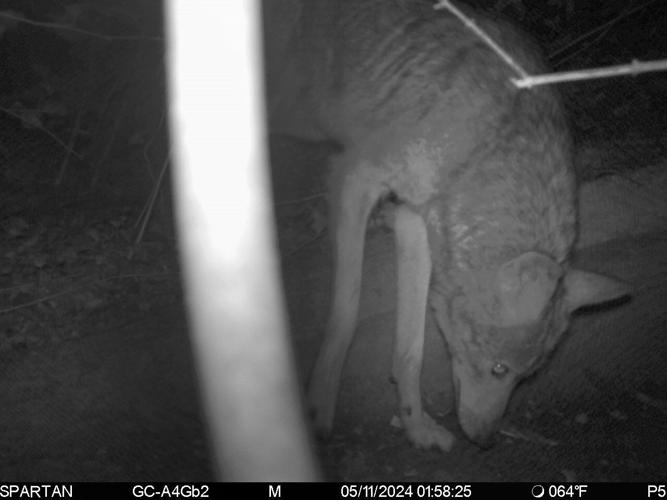 Coyote father in Hampton Park area of Richmond Heights