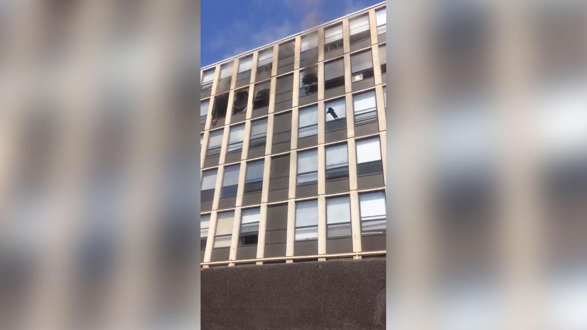 Cat jumps from fifth floor of burning building, bounces and strolls away