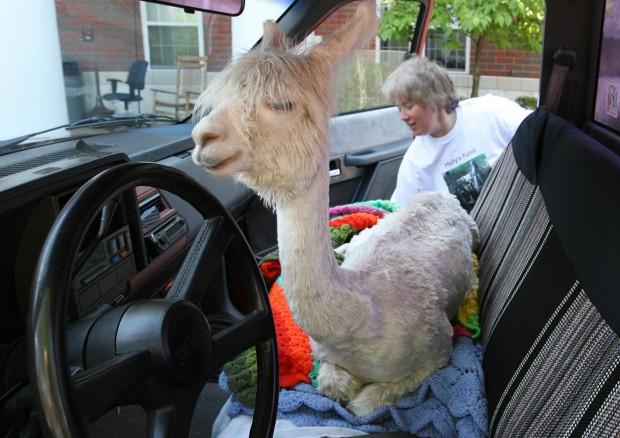 Alpaca in wheelchair is inspiration for old and young