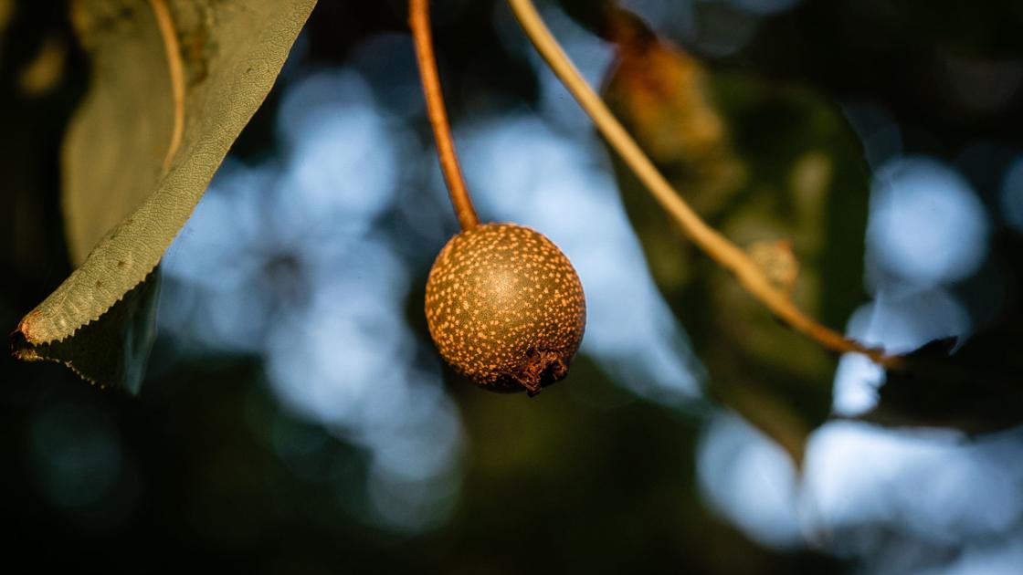 scientists thought they had created the perfect tree but it became scientists thought they had created the perfect tree but it became a nightmare science and technology stltoday com