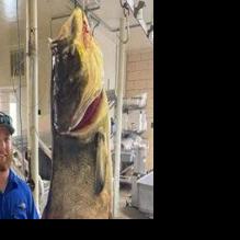 Missouri man shoots 125-pound bighead carp, sets new state record